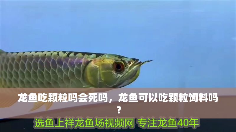 龍魚吃顆粒嗎會死嗎，龍魚可以吃顆粒飼料嗎？ 龍魚吃顆粒嗎會死嗎，龍魚可以吃顆粒飼料嗎？ 龍魚百科 第2張