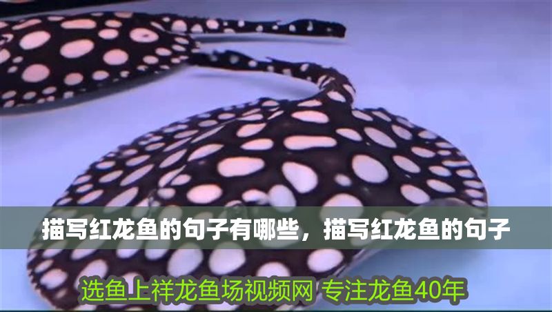 描寫紅龍魚的句子有哪些，描寫紅龍魚的句子