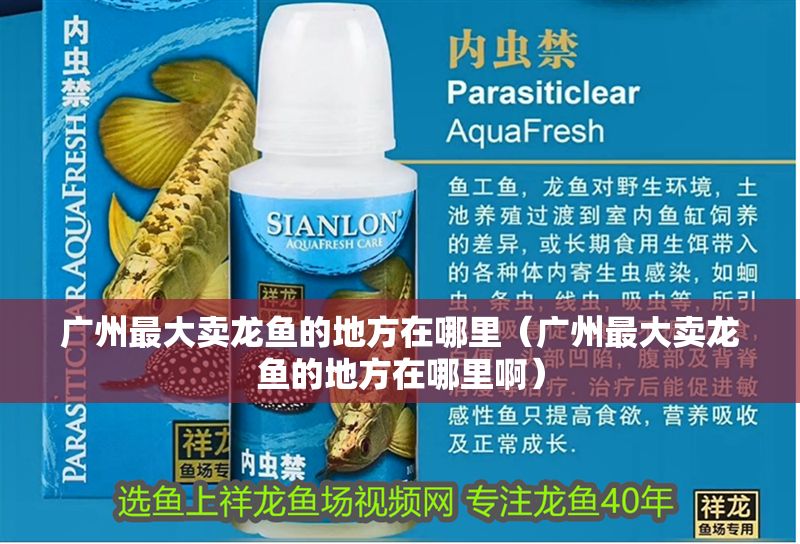 廣州最大賣龍魚的地方在哪里（廣州最大賣龍魚的地方在哪里啊）