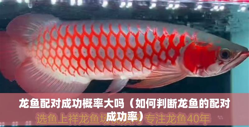 龍魚配對成功概率大嗎（如何判斷龍魚的配對成功率）