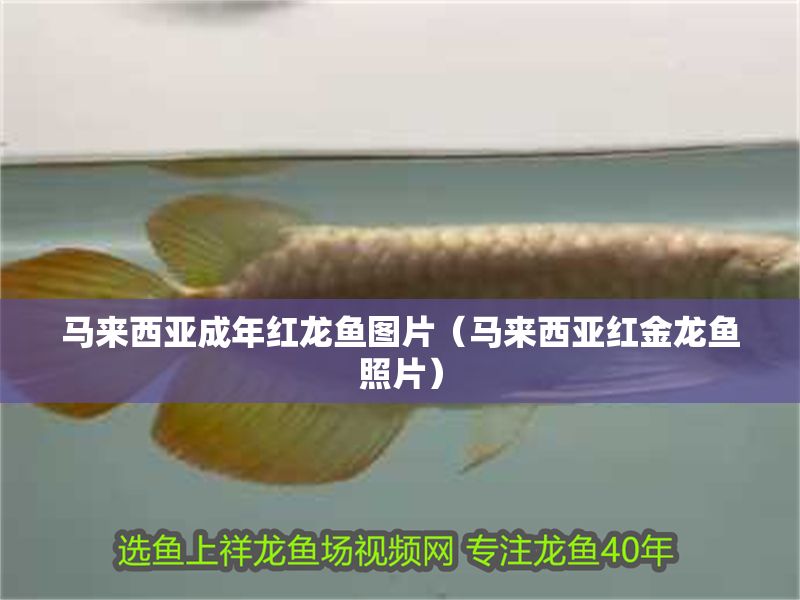 馬來西亞成年紅龍魚圖片（馬來西亞紅金龍魚照片）