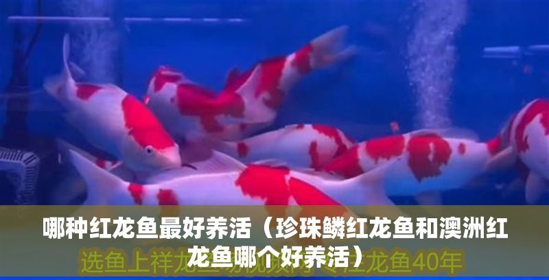 哪種紅龍魚最好養活(珍珠鱗紅龍魚和澳洲紅龍魚哪個好養活) 龍魚百科 第2張 哪種紅龍魚最好養活(珍珠鱗紅龍魚和澳洲紅龍魚哪個好養活) 哪種紅龍魚最好養活(珍珠鱗紅龍魚和澳洲紅龍魚哪個好養活) 龍魚百科 第2張