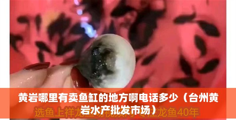 黃巖哪里有賣魚缸的地方啊電話多少（臺州黃巖水產批發市場）