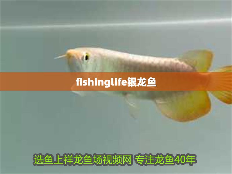 fishinglife銀龍魚 fishinglife銀龍魚 龍魚百科 第1張
