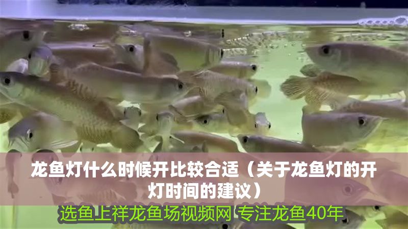 龍魚燈什么時候開比較合適（關于龍魚燈的開燈時間的建議） 龍魚燈什么時候開比較合適（關于龍魚燈的開燈時間的建議） 龍魚百科 第2張