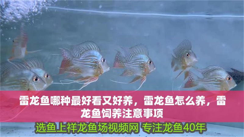 雷龍魚哪種最好看又好養(yǎng)，雷龍魚怎么養(yǎng)，雷龍魚飼養(yǎng)注意事項(xiàng)