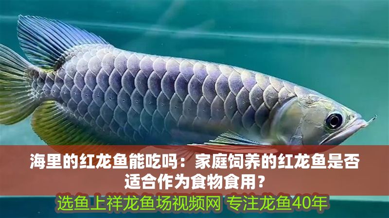 海里的紅龍魚能吃嗎：家庭飼養的紅龍魚是否適合作為食物食用？