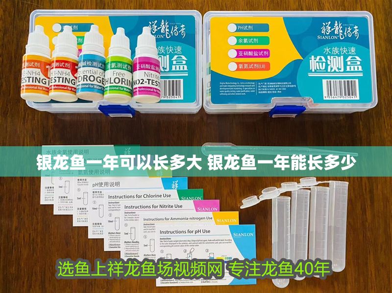 銀龍魚一年可以長多大 銀龍魚一年能長多少 銀龍魚一年可以長多大 銀龍魚一年能長多少 龍魚百科 第1張