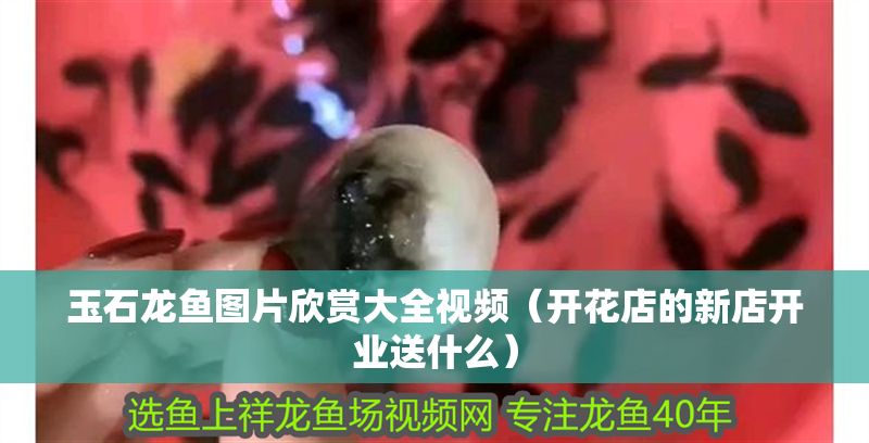 玉石龍魚圖片欣賞大全視頻（開花店的新店開業送什么）