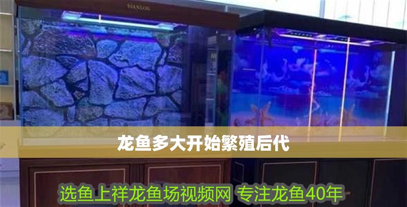 龍魚多大開始繁殖后代 龍魚百科 第2張 龍魚多大開始繁殖后代 龍魚多大開始繁殖后代 龍魚百科 第2張