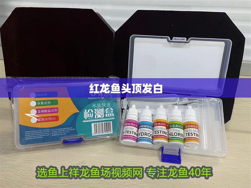 紅龍魚頭頂發(fā)白