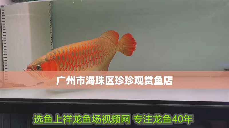廣州市海珠區珍珍觀賞魚店