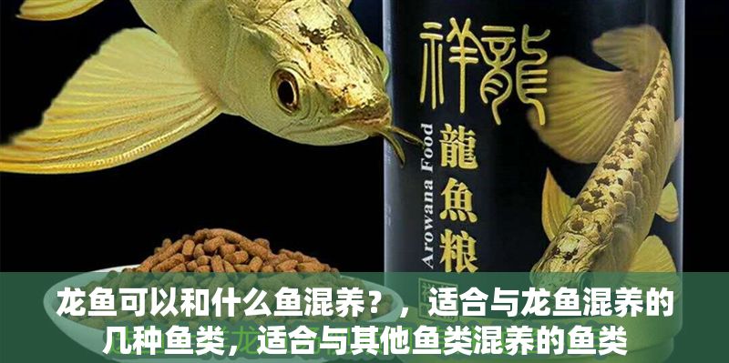 龍魚可以和什么魚混養？，適合與龍魚混養的幾種魚類，適合與其他魚類混養的魚類