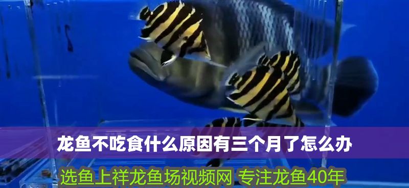 龍魚不吃食什么原因有三個月了怎么辦