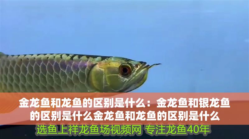 金龍魚和龍魚的區別是什么：金龍魚和銀龍魚的區別是什么金龍魚和龍魚的區別是什么