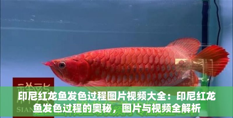 印尼紅龍魚發色過程圖片視頻大全：印尼紅龍魚發色過程的奧秘，圖片與視頻全解析