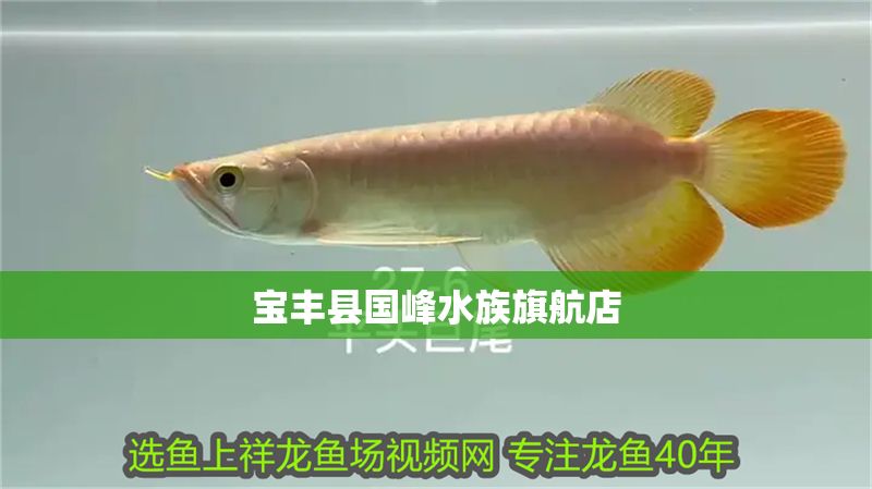 寶豐縣國峰水族旗航店