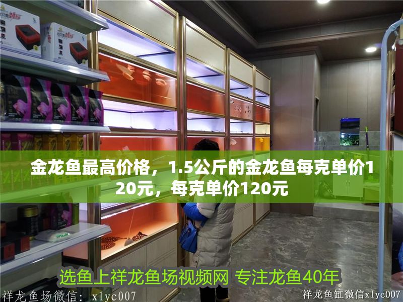 金龍魚最高價格，1.5公斤的金龍魚每克單價120元，每克單價120元 金龍魚最高價格，1.5公斤的金龍魚每克單價120元，每克單價120元 龍魚百科 第1張