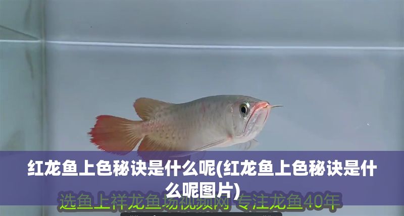 紅龍魚上色秘訣是什么呢(紅龍魚上色秘訣是什么呢圖片)