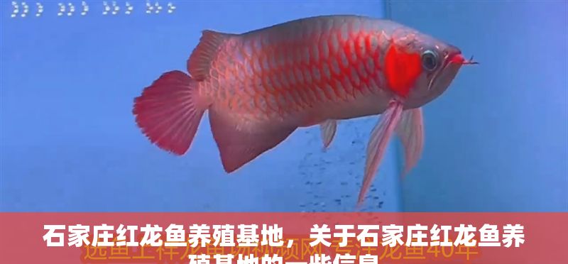 石家莊紅龍魚養殖基地，關于石家莊紅龍魚養殖基地的一些信息