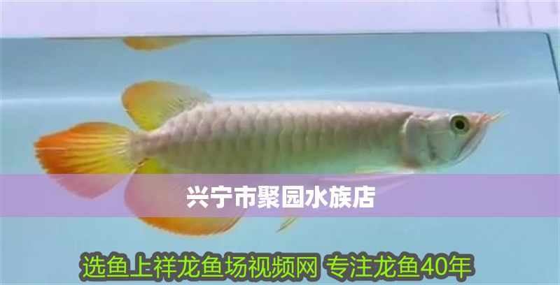 興寧市聚園水族店 興寧市聚園水族店 全國水族館企業(yè)名錄 第1張