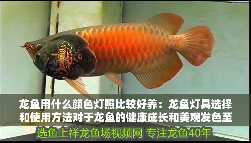 龍魚用什么顏色燈照比較好養：龍魚燈具選擇和使用方法對于龍魚的健康成長和美觀發色至關重要