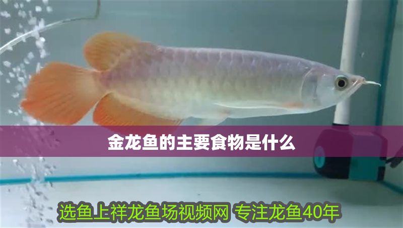 金龍魚的主要食物是什么