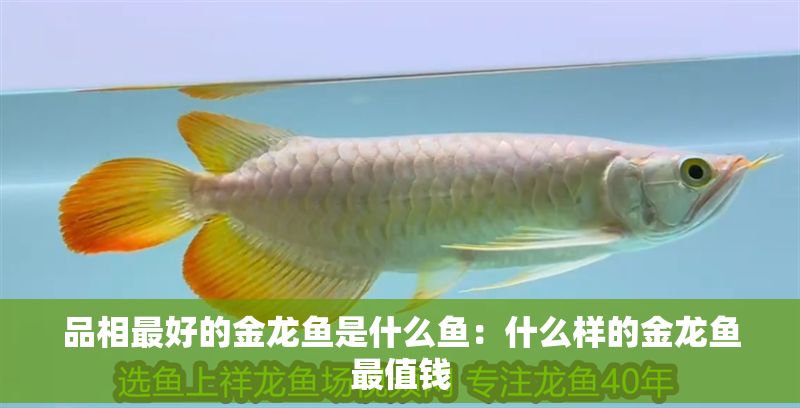 品相最好的金龍魚(yú)是什么魚(yú)：什么樣的金龍魚(yú)最值錢(qián)
