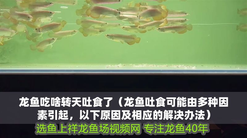 龍魚吃啥轉天吐食了（龍魚吐食可能由多種因素引起，以下原因及相應的解決辦法）