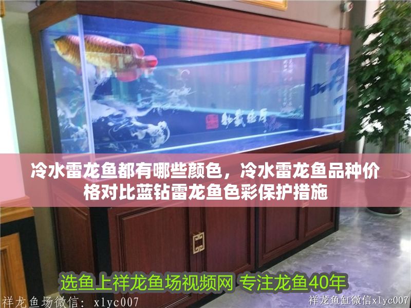 冷水雷龍魚都有哪些顏色，冷水雷龍魚品種價格對比藍鉆雷龍魚色彩保護措施