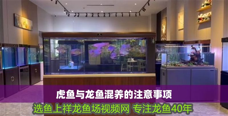 虎魚與龍魚混養的注意事項