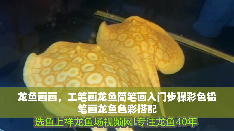 龍魚畫畫，工筆畫龍魚簡筆畫入門步驟彩色鉛筆畫龍魚色彩搭配