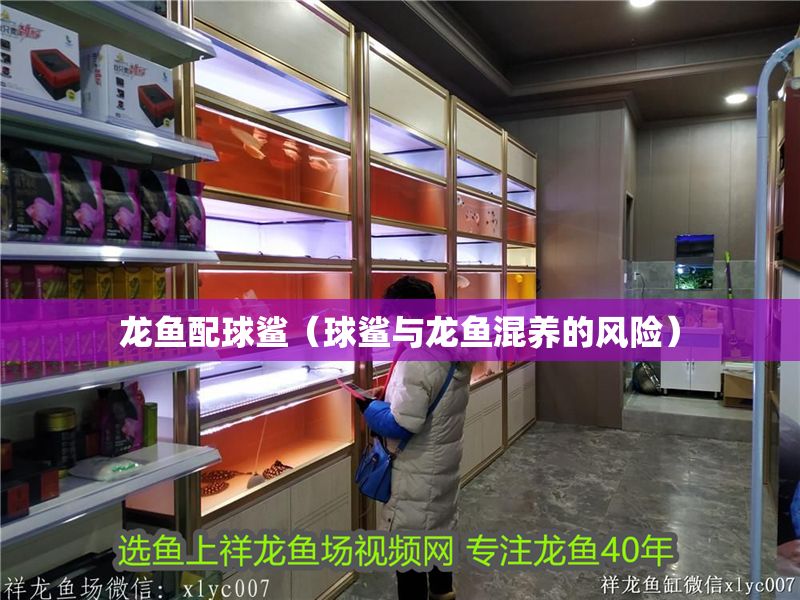 龍魚配球鯊（球鯊與龍魚混養(yǎng)的風(fēng)險(xiǎn)） 龍魚配球鯊（球鯊與龍魚混養(yǎng)的風(fēng)險(xiǎn)） 龍魚百科 第2張