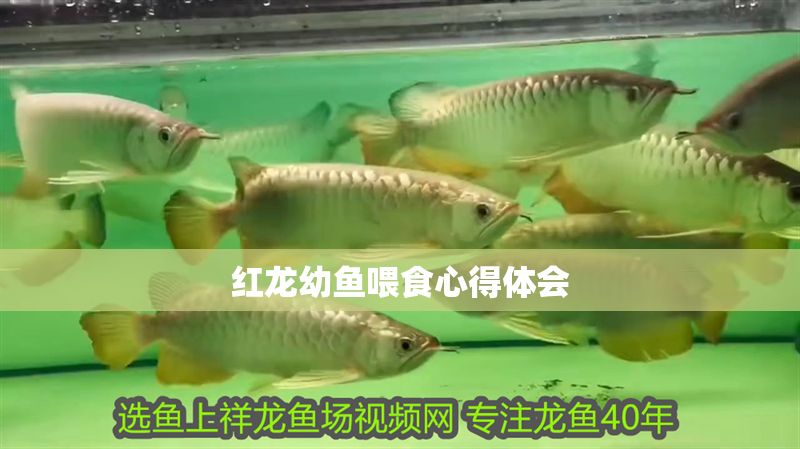 紅龍幼魚喂食心得體會