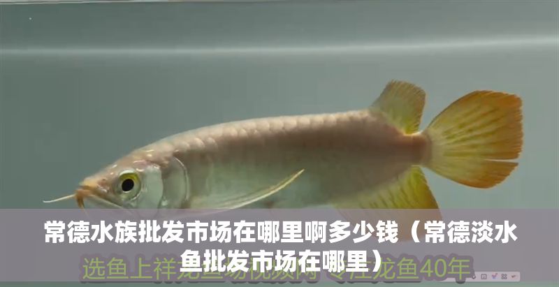 常德水族批發市場在哪里啊多少錢（常德淡水魚批發市場在哪里）