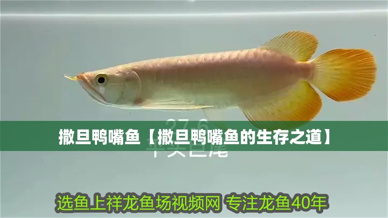 撒旦鴨嘴魚【撒旦鴨嘴魚的生存之道】 撒旦鴨嘴魚【撒旦鴨嘴魚的生存之道】 龍魚論壇