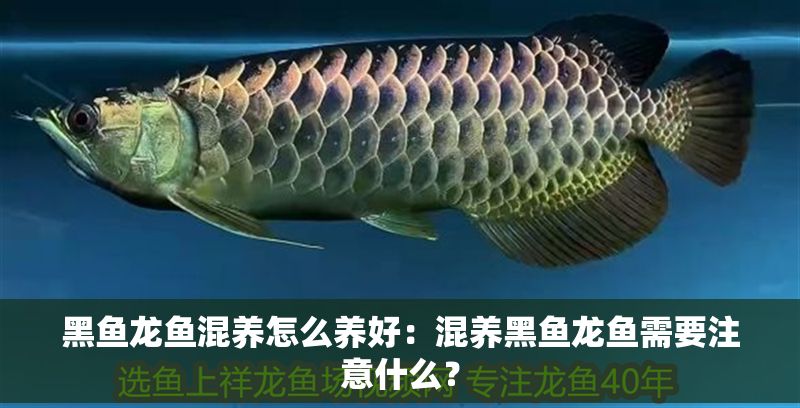 黑魚龍魚混養(yǎng)怎么養(yǎng)好：混養(yǎng)黑魚龍魚需要注意什么？ 黑魚龍魚混養(yǎng)怎么養(yǎng)好：混養(yǎng)黑魚龍魚需要注意什么？ 龍魚百科 第2張