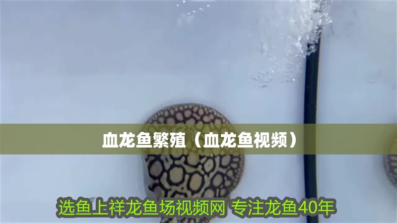 血龍魚繁殖（血龍魚視頻）