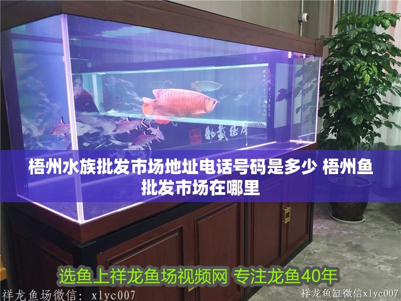 梧州水族批發市場地址電話號碼是多少 梧州魚批發市場在哪里