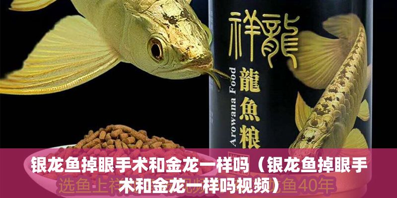 銀龍魚掉眼手術和金龍一樣嗎（銀龍魚掉眼手術和金龍一樣嗎視頻） 銀龍魚掉眼手術和金龍一樣嗎（銀龍魚掉眼手術和金龍一樣嗎視頻） 龍魚百科 第1張