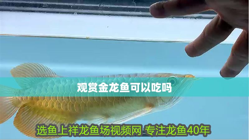 觀賞金龍魚可以吃嗎