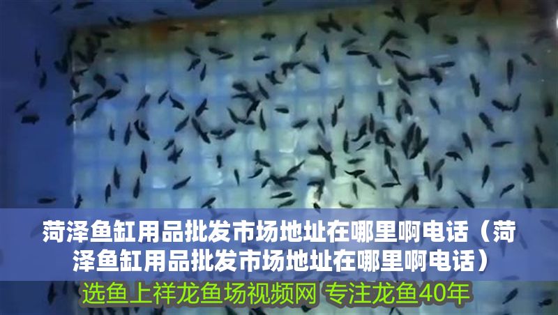 菏澤魚缸用品批發(fā)市場地址在哪里啊電話（菏澤魚缸用品批發(fā)市場地址在哪里啊電話）