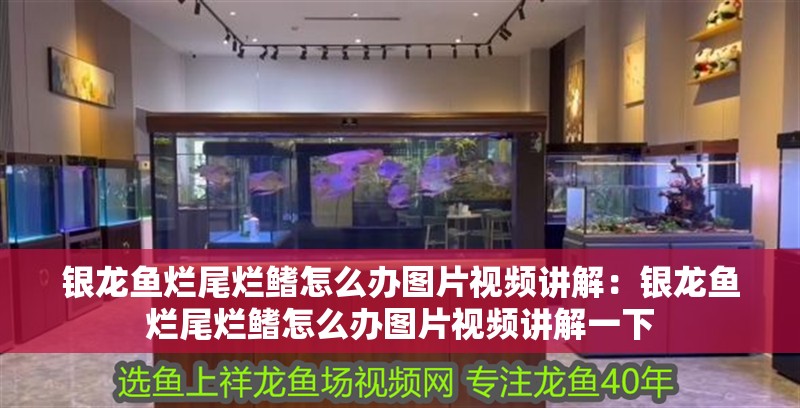 銀龍魚爛尾爛鰭怎么辦圖片視頻講解：銀龍魚爛尾爛鰭怎么辦圖片視頻講解一下