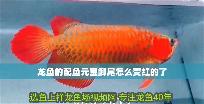 龍魚的配魚元寶鯽尾怎么變紅的了 龍魚的配魚元寶鯽尾怎么變紅的了 龍魚百科 第2張