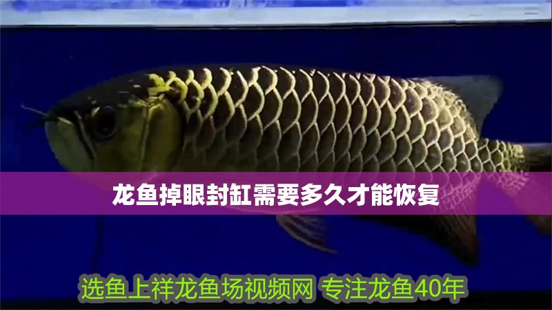 龍魚掉眼封缸需要多久才能恢復 龍魚掉眼封缸需要多久才能恢復 龍魚百科 第2張