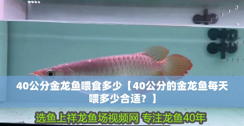 40公分金龍魚喂食多少【40公分的金龍魚每天喂多少合適？】