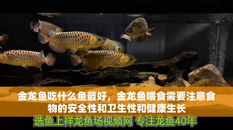 金龍魚吃什么魚最好，金龍魚喂食需要注意食物的安全性和衛生性和健康生長