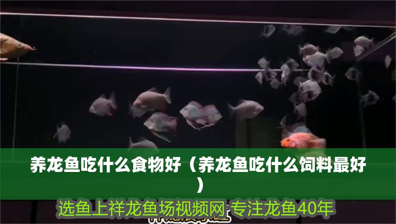 養龍魚吃什么食物好（養龍魚吃什么飼料最好） 養龍魚吃什么食物好（養龍魚吃什么飼料最好） 龍魚百科 第1張