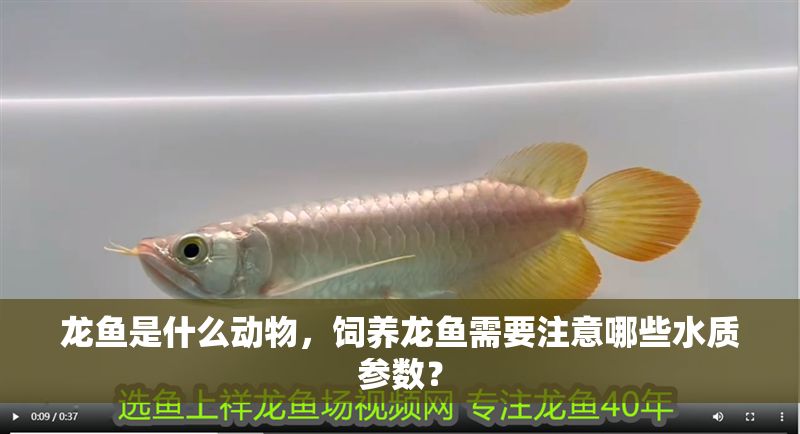 龍魚是什么動物，飼養龍魚需要注意哪些水質參數？