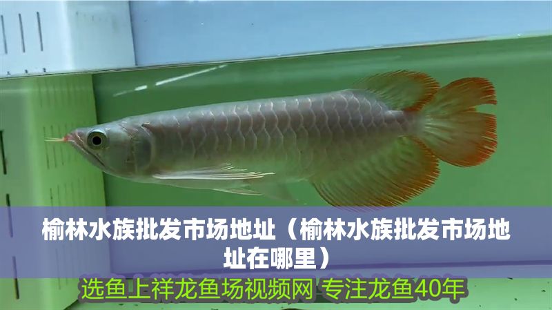榆林水族批發市場地址（榆林水族批發市場地址在哪里）